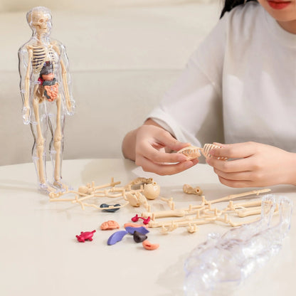 📢Last Day-50% Off!!🎁✨Great Gift For Kids🧑‍⚕️Clear Human Body Structure Model
