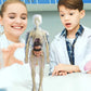 📢Last Day-50% Off!!🎁✨Great Gift For Kids🧑‍⚕️Clear Human Body Structure Model
