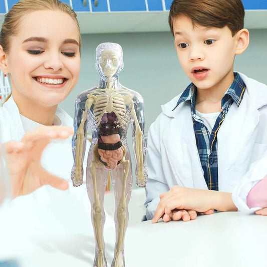 📢Last Day-50% Off!!🎁✨Great Gift For Kids🧑‍⚕️Clear Human Body Structure Model