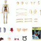 📢Last Day-50% Off!!🎁✨Great Gift For Kids🧑‍⚕️Clear Human Body Structure Model