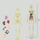 📢Last Day-50% Off!!🎁✨Great Gift For Kids🧑‍⚕️Clear Human Body Structure Model