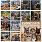 🐱2027 Funny Cats Wall Calendar – Sassy Cats & Hilarious Quotes