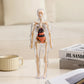 📢Last Day-50% Off!!🎁✨Great Gift For Kids🧑‍⚕️Clear Human Body Structure Model