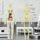 📢Last Day-50% Off!!🎁✨Great Gift For Kids🧑‍⚕️Clear Human Body Structure Model