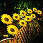 🔥Hot Sale 50% OFF!🌻✨Sunflower Solar Garden Stake Led Lights