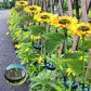 🔥Hot Sale 50% OFF!🌻✨Sunflower Solar Garden Stake Led Lights