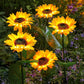 🔥Hot Sale 50% OFF!🌻✨Sunflower Solar Garden Stake Led Lights